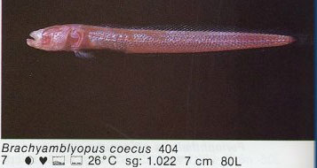 Brachyamblyopus coesus